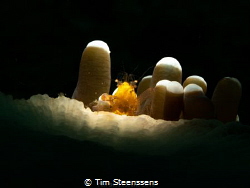 Tiny little shrimp in anemone - Sea&Sea flash with flipsn... by Tim Steenssens 